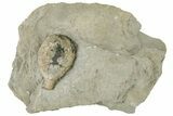 Cystoid (Holocystites) Fossil - Indiana #190995-1